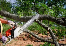 Best Storm Damage Tree Cleanup  in Fellsburg, PA