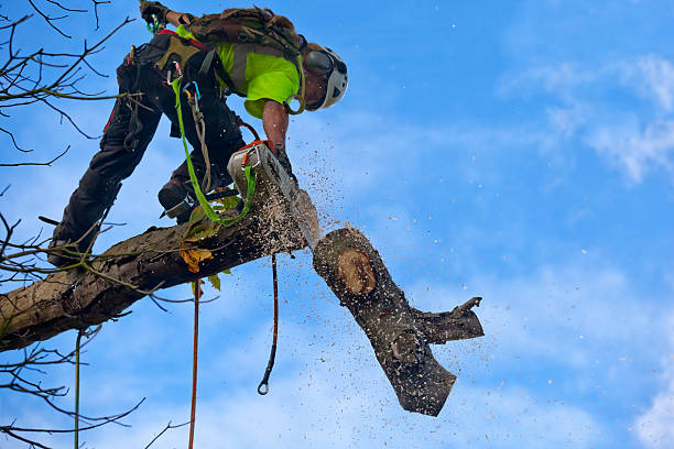 Reliable Fellsburg, PA Tree Removal Services Solutions